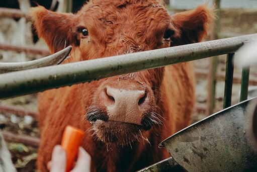 Buttercup the Cow - North Country Mercantile and Feed Shop